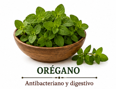 Orégano